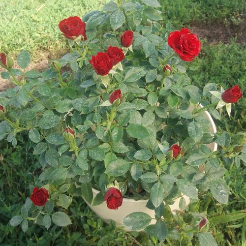 Sötétpiros - Apróvirágú - magastörzsű rózsafa- kompakt koronaforma